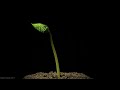 Scarlet Runner Bean Time-Lapse [720p]