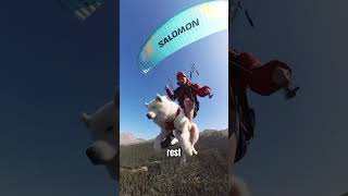 Dog Loves To Go Paragliding .Sam