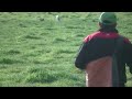 galgos vs liebre 2014 pocho mingo pacambu y un perro negro 3 liebres
