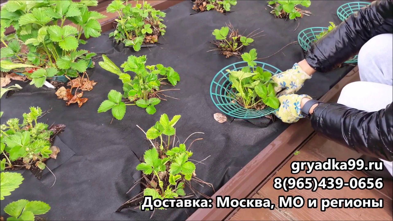 Кустодержатель для клубники своими руками фото 42