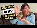 5 Reasons Why Eggs Didn't Hatch | Incubation Problems!