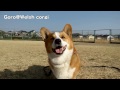 I left the hospital. / 退院しました Goro@Welsh corgi