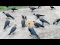 কাকের ডাক Crow Sound Crow ki Awaz Loudly part 71 | Crow bird Fight for Food | Bird and Animal Sound