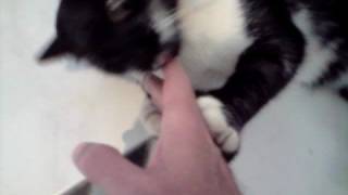 Chat Noir Blanc Caresser Tête Plaisir Projestes