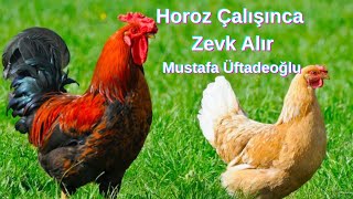 Horoz Çalışınca Zevk Alır