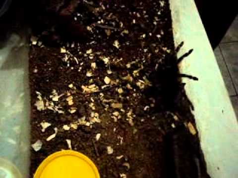 Header of Acanthoscurria paulensis