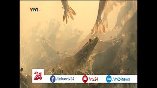 Áp dụng công nghệ nuôi tôm giống, gỡ nút thắt xuất khẩu tôm| VTV24