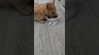 Остросюжетное Видео Тайная Жизнь