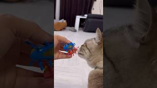 【おもちゃ】動く虫のおもちゃと猫 #Cat #ねこ #ねこチャック