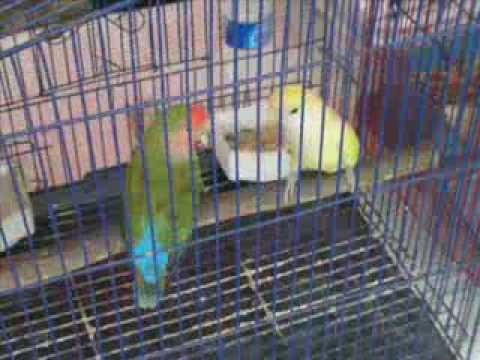 World Earth Day Bird show 2010. Order: Reorder; Duration: 4:26 Mchugh Woods Quantico. World Earth Day Bird show 2010. Order: Reorder; Duration: 4:26