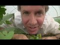VEGETABLES