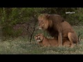 Lion Mating Ritual Up Close images Lion Mating Ritual Up Close