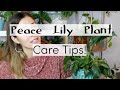 Peace Lily Plant Care Tips & Tricks | Peace Lily Houseplant Care Peace Lily Plant Care Tips & Tricks | Peace Lily Houseplant Care