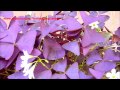 Butterfly Plant - Oxalis triangularis - Oxalis regnellii atropurpurea - Purple shamrock