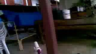 Staffie Training 2