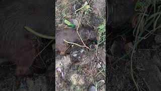 Patterdale Terrier Working