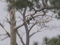 2010 Blackwater Refuge Natural Osprey Nest