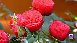 Watch Tish Hinojosa Roses Around My Feet video