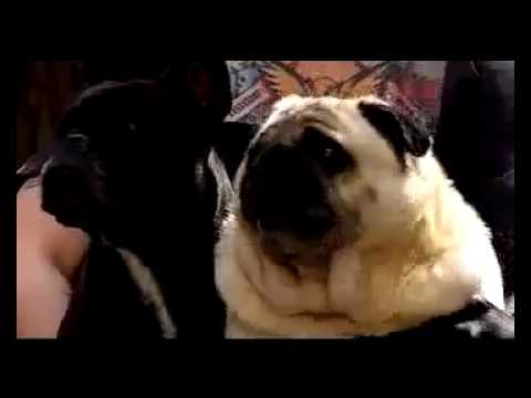 pug says batman pug says batman original pug says batman pug says batman original