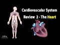 CARDIOVASCULAR SYSTEM REVIEW 2 - ALL ABOUT HEART in less than 10 min, Animation
