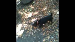 A Zone Jagd Terrier