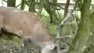 Brâme Du Cerf Le 16 Septembre 2008