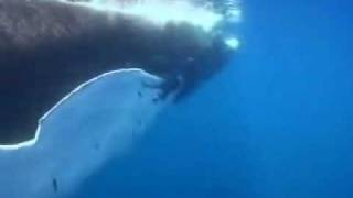 Watch Pearl Jam Whale Song video