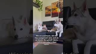 Schweizer Schäferhund Coco , Wolfhund Ylvi Bellen Nicht Mehr