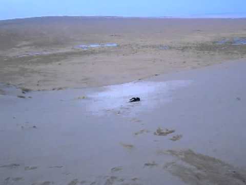 The Sand Ninja of Gobi