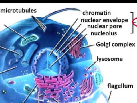 Animal Cell Parts. Parts of an Animal Cell