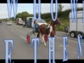 MRHOT2TROT IRISH KING OF THE ROADS CROSSMAGLEN COMING SOON ON THE 11/11/2012
