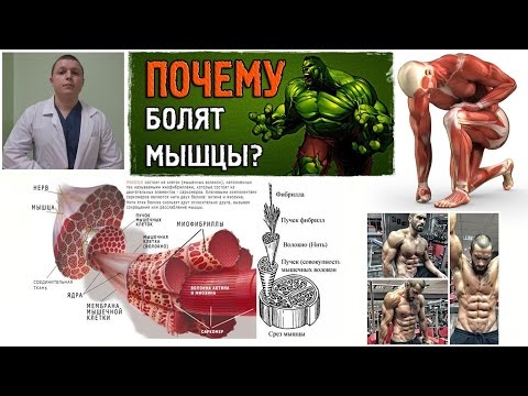 Почему болят мышцы после физических упражнений Почему болят мышцы после физических упражнений