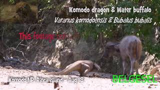 Komodo ejderi buffolo'yu canlı canlı yiyor