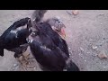 image Anak Ayam Bangkok Super Bertarung
