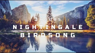 Nightingale | 3 Hours | Birdsong | Nature Sounds