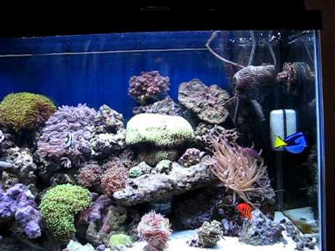 Gallon Fish Tank on Part 2 My 55 Gallon Marine Salt Water Aquarium Coral Reef Fish Tank