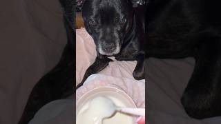 The Staffordshire Bull Terrier Beautiful Life
