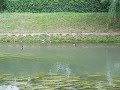 Kacsák úsznak Gyulán az Élővíz csatornában  2.