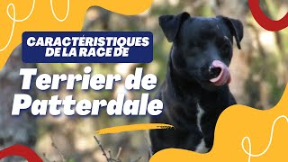 Caractéristiques De La Race De Terrier De Patterdale