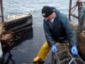 Hauling Lobster creels at may Island