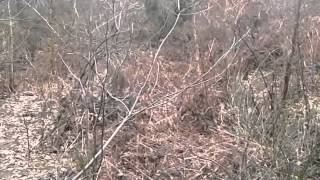 Che Aux Sangliers En Parc En Creuse