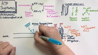 Atp Synthesis