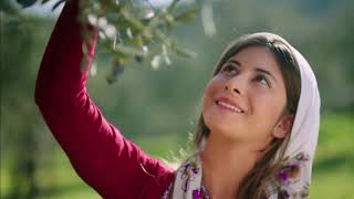 Zeytin Ve Zeytinyağı Geleceğe Mirasımız Mazınköy Zeytinyağı