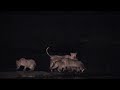 Rare footage showing a vicious attack by Hyenas attacking a Lion in Hwange National Park, Zimbabwe