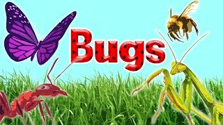 10 Interesting Insects || Insects for Kids  || Bugs for Kids