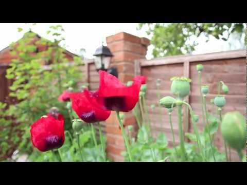 Canon 650d Continuous Autofocus Test - Canon 650d Review of Continuous Autofocus Review