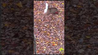 Perfect Heart Shot Insane Trail Archery Deer Hunting