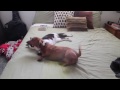Adorable Cat Helps Calm Down Excited Dachshund