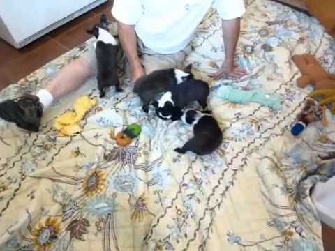 Frenchton ~ FrenchBo ~ Faux Frenchies ~ French Bulldog X Boston ... Frenchton ~ FrenchBo ~ Faux Frenchies ~ French Bulldog X Boston ...