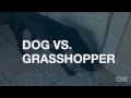 Distraction: Dog vs. grasshopper